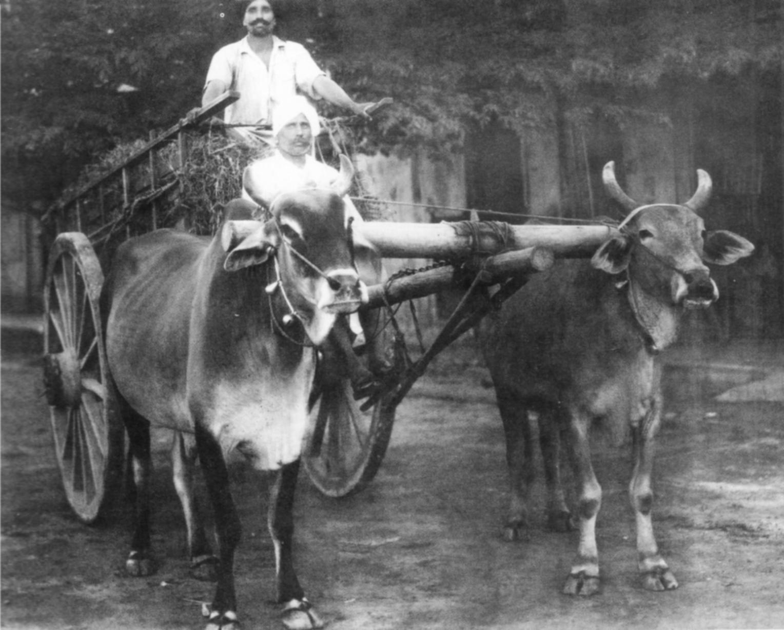 A Sikh Bullock-cart driver transporting goods in Serdang, Selangor in 1944
